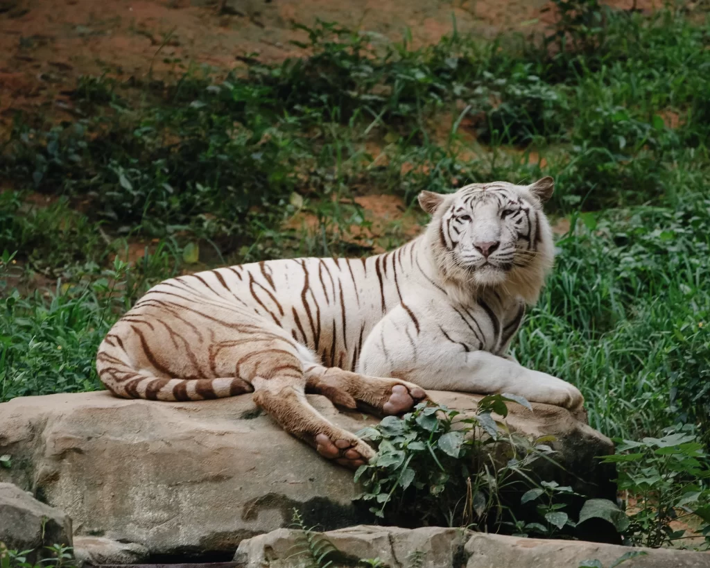 white tiges safaris