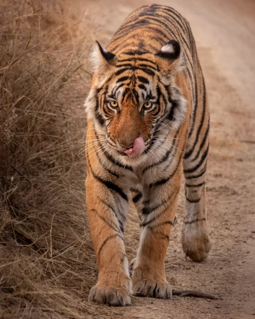 tiger reserve in madhya pradesh