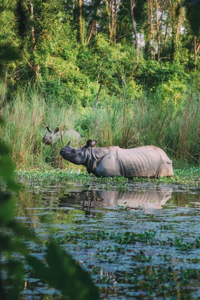 7 days trip nepal safari chitwan national park